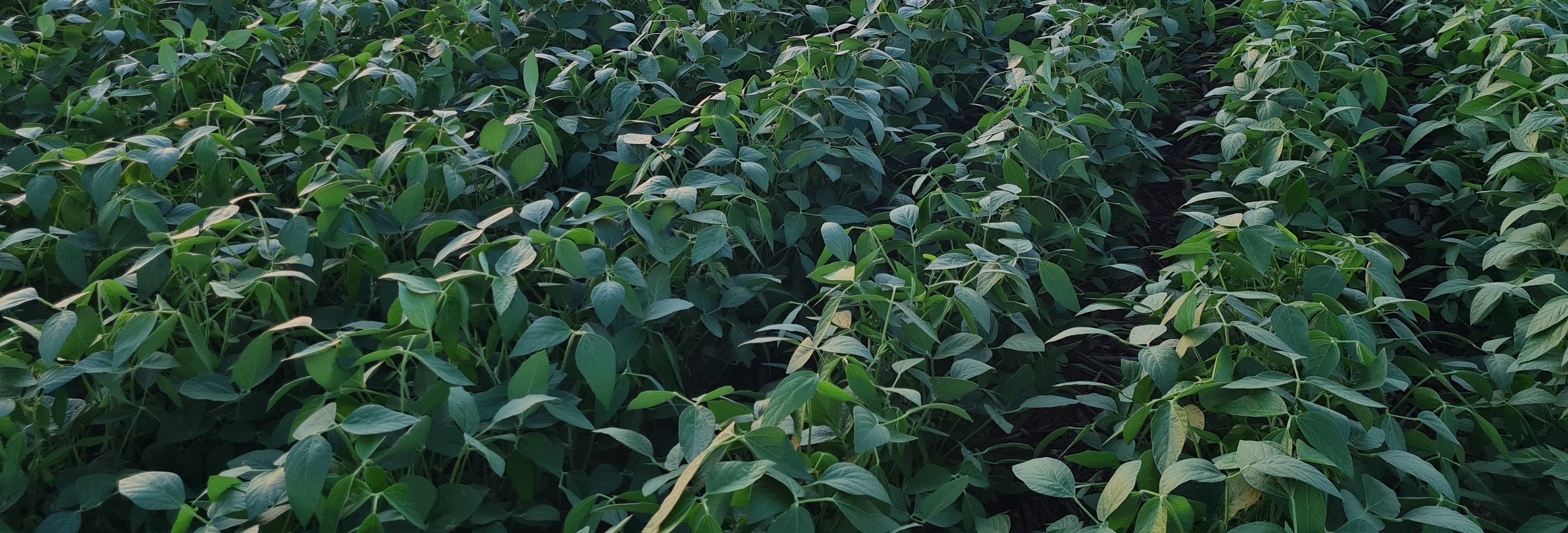 Central de treinamento aGrow